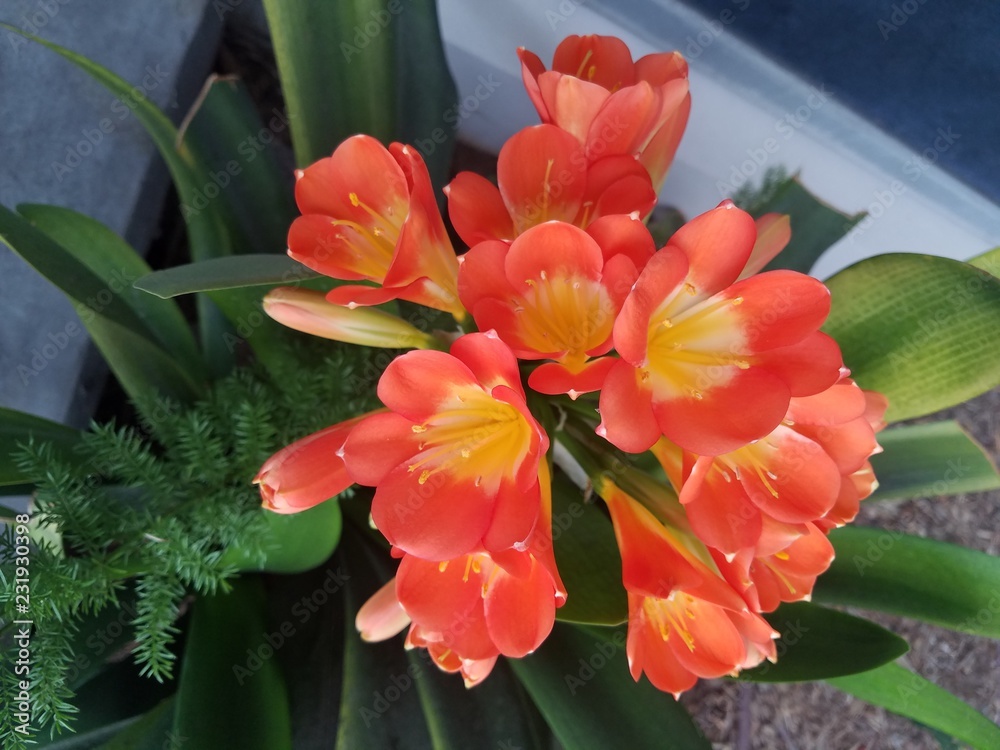 Fototapeta premium clivia