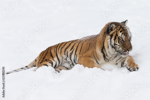 Siberian Tiger in Snowy forest