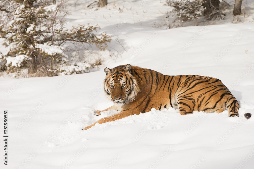 Siberian Tiger in Snowy forest