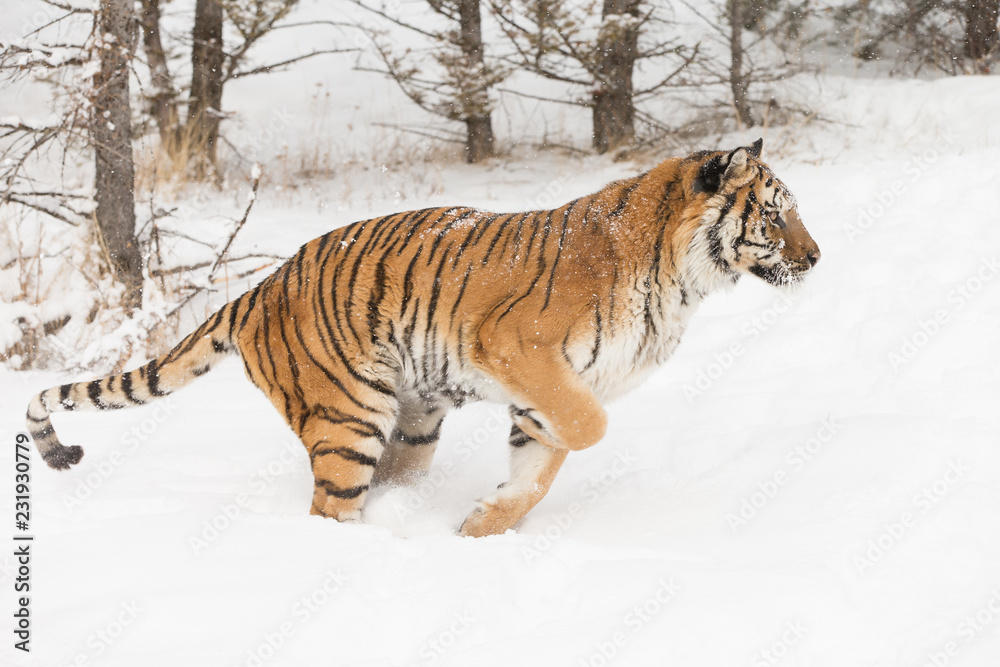 Obraz premium Siberian Tiger in Snowy forest