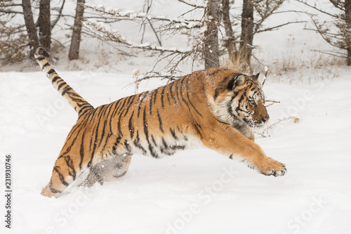 Siberian Tiger in Snowy forest