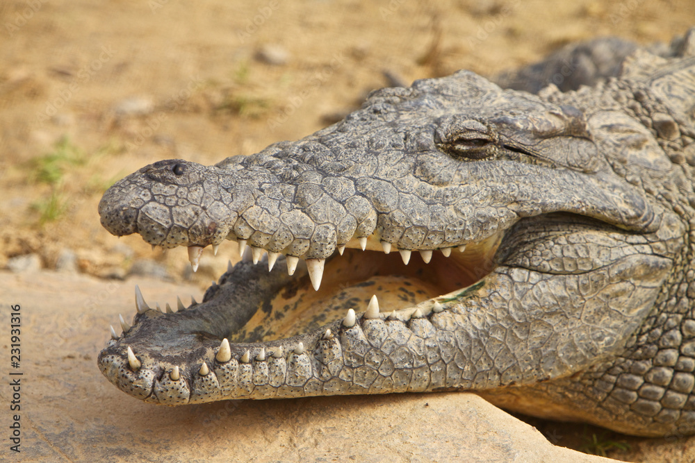 Crocodile in South Africa