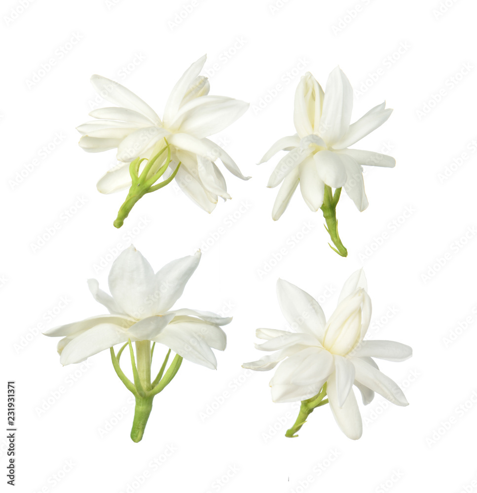 White flower, Thai jasmine flower  isolated on white background.