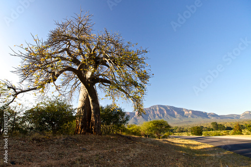 Obraz na płótnie Baobab tree in South Africa w salonie