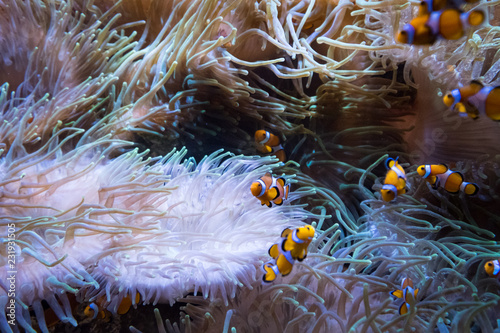 clown fishes and anemone inside aquarium fish tank - © hanohiki
