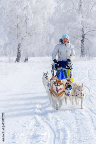 Woman musher hiding behind sleigh at sled dog race on snow in winter © dadoodas
