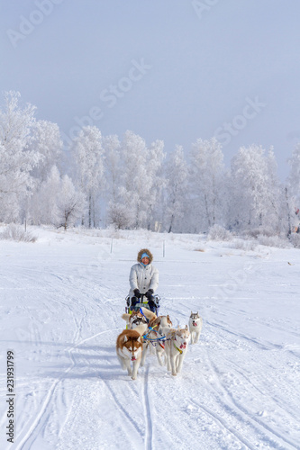 Woman musher hiding behind sleigh at sled dog race on snow in winter
