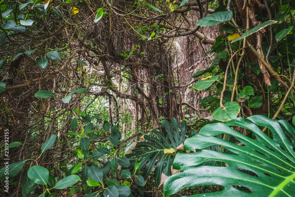Naklejka premium las tropikalny lub dżungla - wewnątrz krajobrazu lasu deszczowego