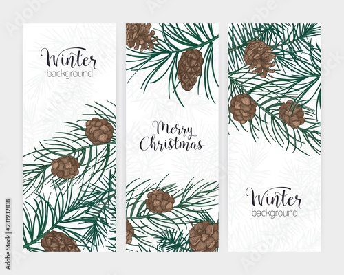 Collection of elegant vertical festive winter backgrounds with forest coniferous tree branches and cones and holiday lettering. Bundle of seasonal banner templates. Christmas vector illustration.