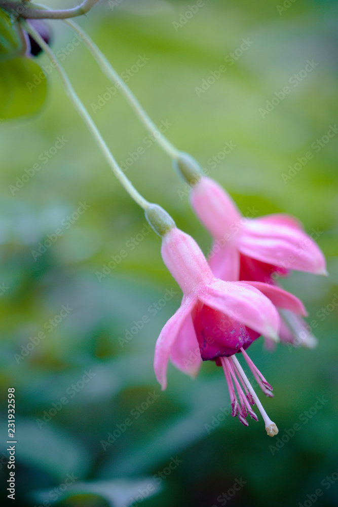 Campanelle Campanelle
