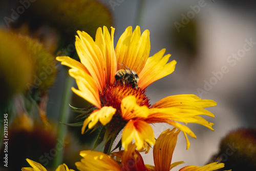 yellow bee