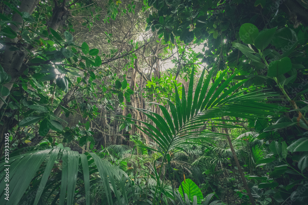 Naklejka premium dżungla, w krajobrazie lasów deszczowych / lasów tropikalnych