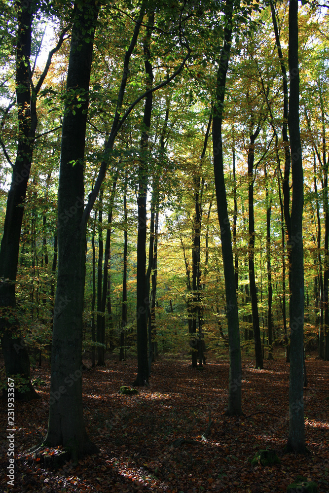 Fototapeta premium Wald von der Sonne durchflutet