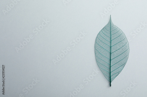 Beautiful decorative skeleton leaf and space for text on white background