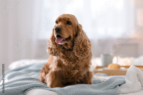 Fototapeta Naklejka Na Ścianę i Meble -  Cute Cocker Spaniel dog with warm blanket on bed at home. Cozy winter