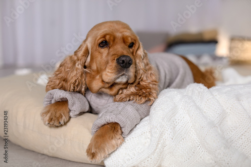 Cute Cocker Spaniel dog in knitted sweater lying on pillow at home. Warm and cozy winter