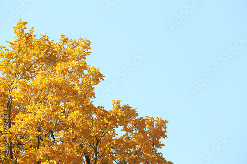 Tree with golden leaves against blue sky. Autumn sunny day
