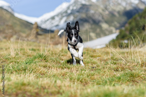 Fototapeta Naklejka Na Ścianę i Meble -  Cute black and white Border Collie puppy In the moutain on Andorra.