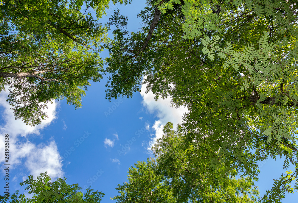 Crowns of tall foliar trees above his head in the forest against a blue sky Crowns of tall foliar trees above his head in the forest against a blue sky