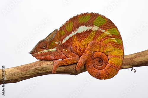 Pantherchamäleon (Furcifer pardalis) - Panther chameleon