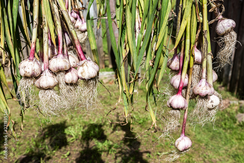 Heap of freshly harvested garlic bulbs with tops
