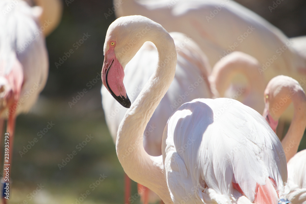 Flamingo