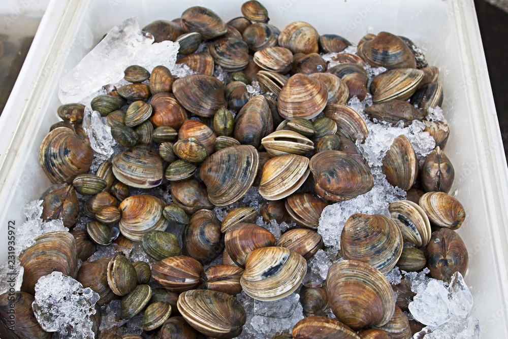 Clams on ice at the Farmers Market Clams on ice at the Farmers Market