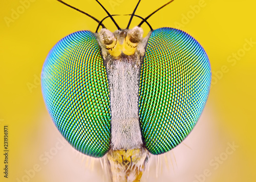 Extreme sharp and detailed macro of 2 mm long legged fly