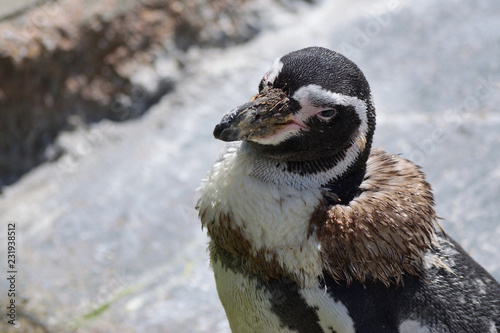 フンボルトペンギン