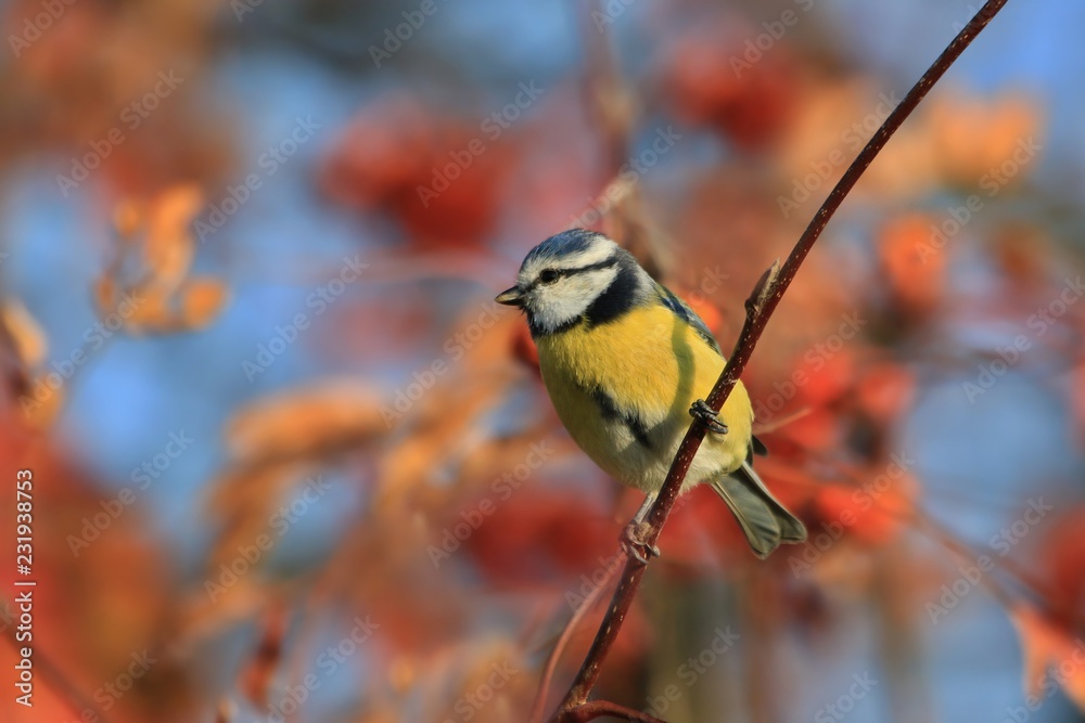 Fototapeta premium Cute eurasian blue tit sitting on the branch. Parus caeruleus. Autumn wildlife scene from nature. Bird in the nature habitat.