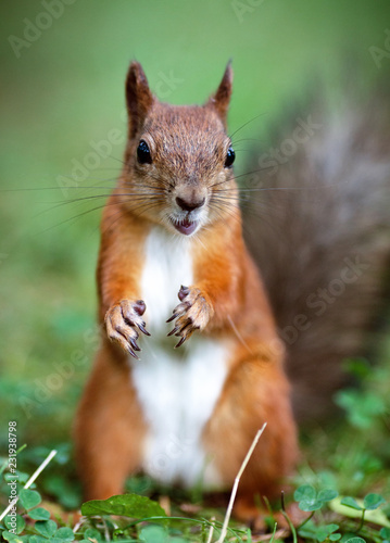 squirrel © Andrei