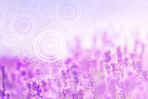 Beautiful violet lavender field