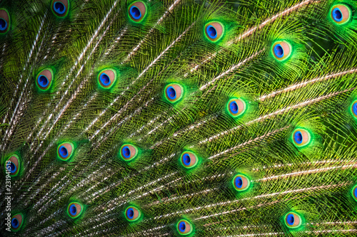 Gros plan sur des plumes de paon