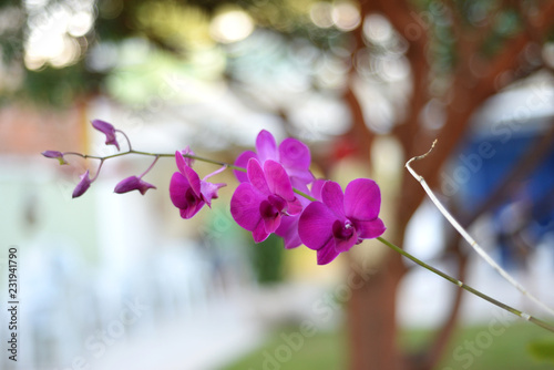 pink flowers on a background