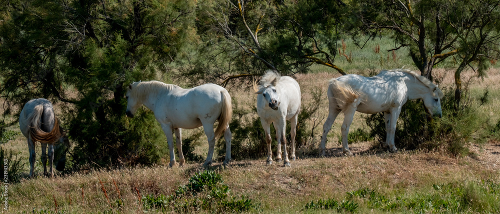 Fototapeta premium Wild horses in french delta