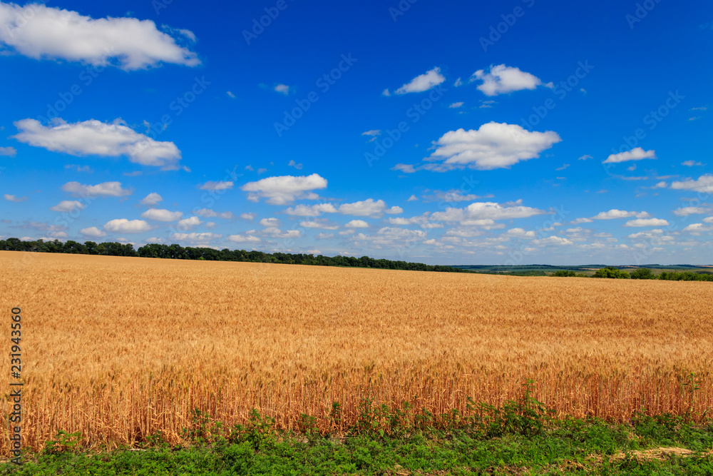 Field of ripe golden wheat Field of ripe golden wheat