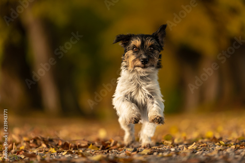 Fototapeta Naklejka Na Ścianę i Meble -  Jack Russell Terrier. Young cute dog is running fast through a tree avenue in the woods