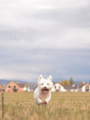 happy white dog running down in autumn nature