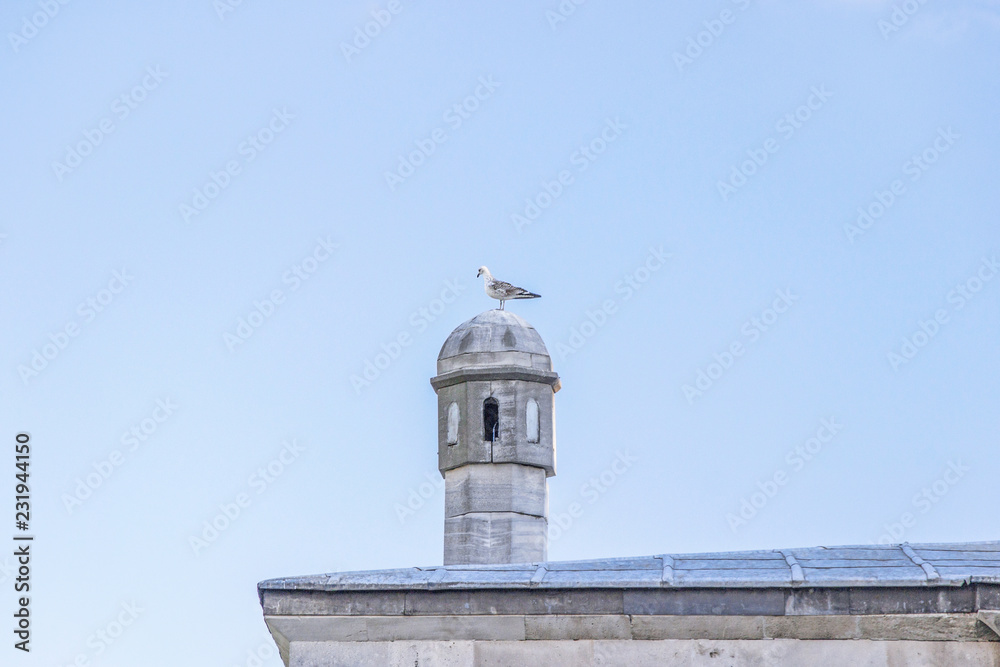 pigeon with mosque in istanbul