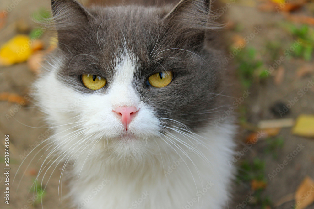 Cropped Shot Of A Gray Cat. Cat Looking To The Camera. Beautiful Cat With Yellow Eyes, Close Up. Cropped Shot Of A Gray Cat. Cat Looking To The Camera. Beautiful Cat With Yellow Eyes, Close Up.
