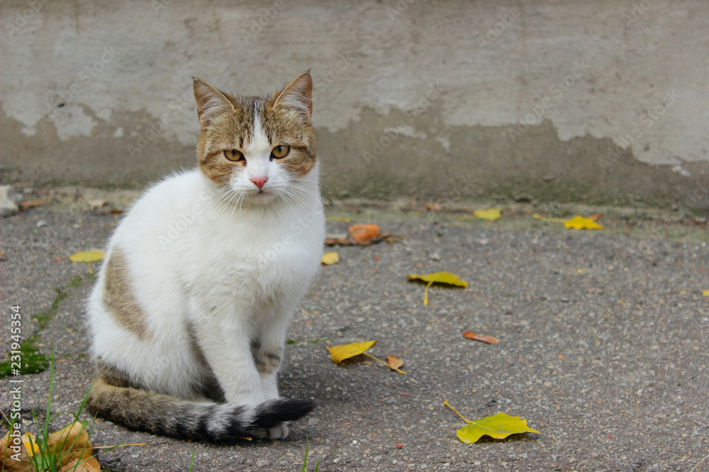 Stray Animals, Pets, Animals Concept. Cute Tabby Cat on The Street. Sad Stray Cat. Cute Cat On The Road.
Stray Animals, Pets, Animals Concept. Cute Tabby Cat on The Street. Sad Stray Cat. Cute Cat On The Road.