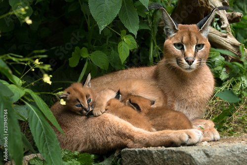 Caracal - cat with three kittens photo