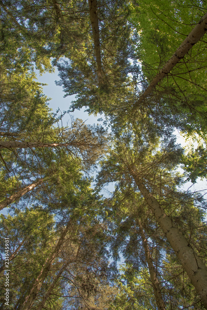 Obraz premium Wald