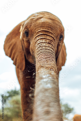 Elephants in Kenya