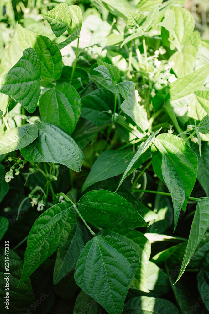 Green leaves of a bean plant Green leaves of a bean plant