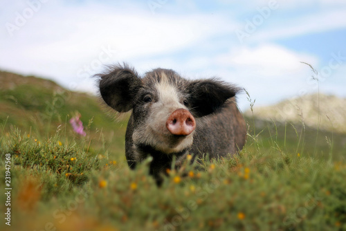 Cochon du Plateau de Coscione en corse photo