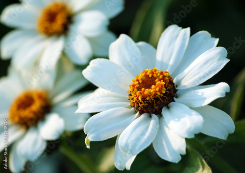 one white gerbera close-up  two blurry  photo from the side  small daisy-like flowers  high orange with brown core  dark dense green foliage around  petals thick  grow in the garden