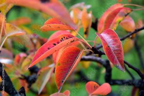 Herbstzeit, wunderschöne Herbstfarben, Birnbaumblätter