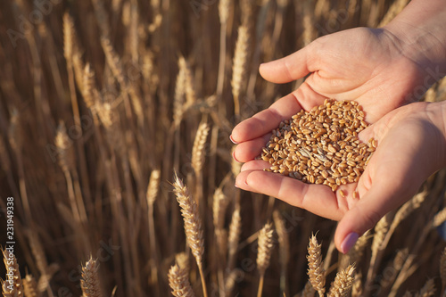 women's palms hold the wheat seeds against the background of yellow wheat ears.