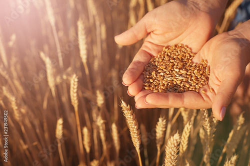 women's palms hold the wheat seeds against the background of yellow wheat ears.